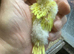 Fledglings