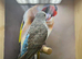Black wing male budgie