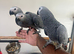 Ready Now Baby HandReared Super Tame Cuddly Friendly African Grey Parrot,26
