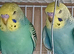 Pair of baby cocks