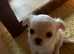 Apple head male chihuahua puppy’s