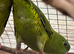 Linnies Lineolated parakeets DNA pair