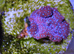 Superman mushroom/ discosoma
