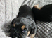 Border terrier puppies