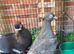 Beautiful birds