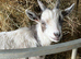 Pygmy goat wethers
