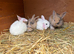 Gorgeous mini lop babies