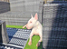English bull terrier female