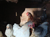 Pekin bantam cockrells
