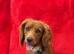 Cocker spaniel looking for forever home..