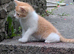 Kitten for sale