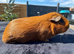 Sweet Young Boar Looking for a Special Forever Home