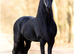 Outstanding Friesian Colt