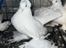 Male omski pigeon for sale