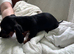 Dauschund x yorkie