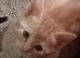Adorable kittens for sale