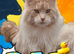 Maine coon persain
