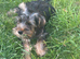 Yorkshire Terrier Pups for Sale in Kettering