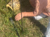 4 year old male lepord