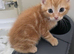 5 kittens on sale &pound;100 each