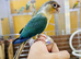 Baby Green Cheek Conure is now ready at Birds4U.
