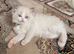 Beautiful fluffy Ragdoll-type kittens available