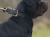 Protection Trained & Crufts Qualified Stud!