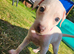 KC Registered Cream Italian Greyhound Puppies