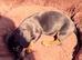3 dash hounds available now