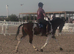 15.1hh Cob x Hackney