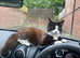 Rehoming my male cat