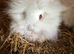 Lionhead bunnies
