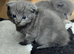 Kitten boy British Shorthair