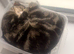 Lovely female kitten 9 months old