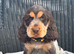 KC registered Show Type Cocker Spaniel Pups DNA tested