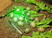 Baby Spur-thigh Tortoises for sale