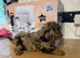 Cockapoo puppies
