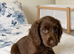 Beautiful cocker spaniel puppies