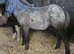 Lovely marked spotted colt