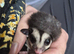 Male grey sugar glider ready on 6th june