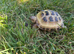 Hermann’s Tortoise Female