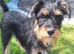 Norfolk terrier x Jack russell