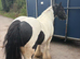 Cob mare