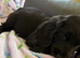 Beautiful Show Cocker Spaniel Female Puppies - Ready Now!