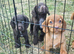 Countryside raised cocker spaniel puppies