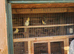 Baby cockatiels