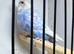 Helicopter budgie cock
