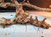 Red Monster &times; Lemon Bearded Dragons READY TO GO!