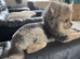 Male Pomeranian 6 months