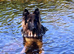 Long haired German shepherd male